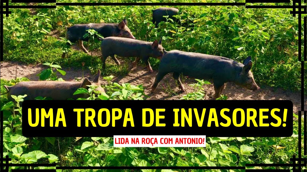 O DIA QUE OS PORCOS FORÇARAM A NOSSA CERCA PARA ENTRAR NO NOSSO SÍTIO!