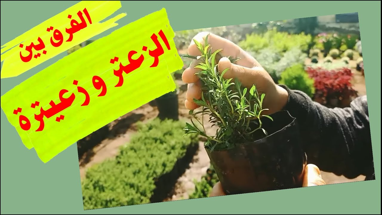 زعتر و زعيترة، نبات عطري ما الفرق؟ و كيف نميز بينهما. thyme, thymus