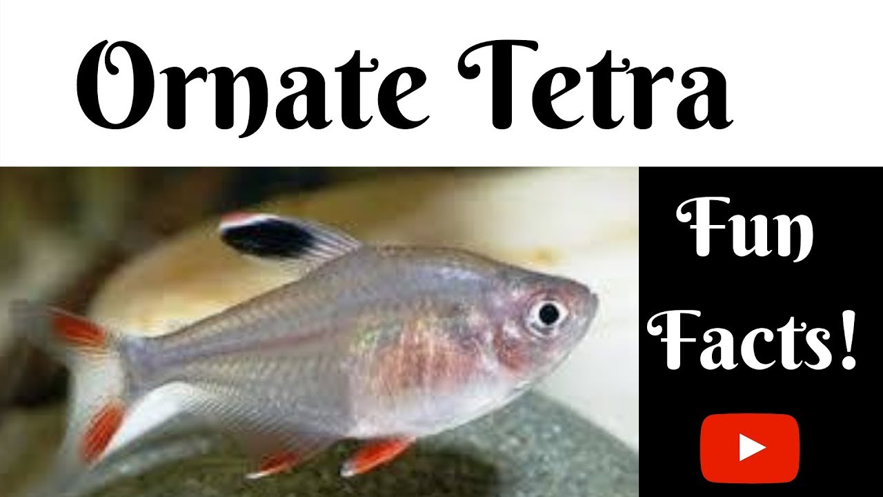 Ornate Tetra Fun Facts