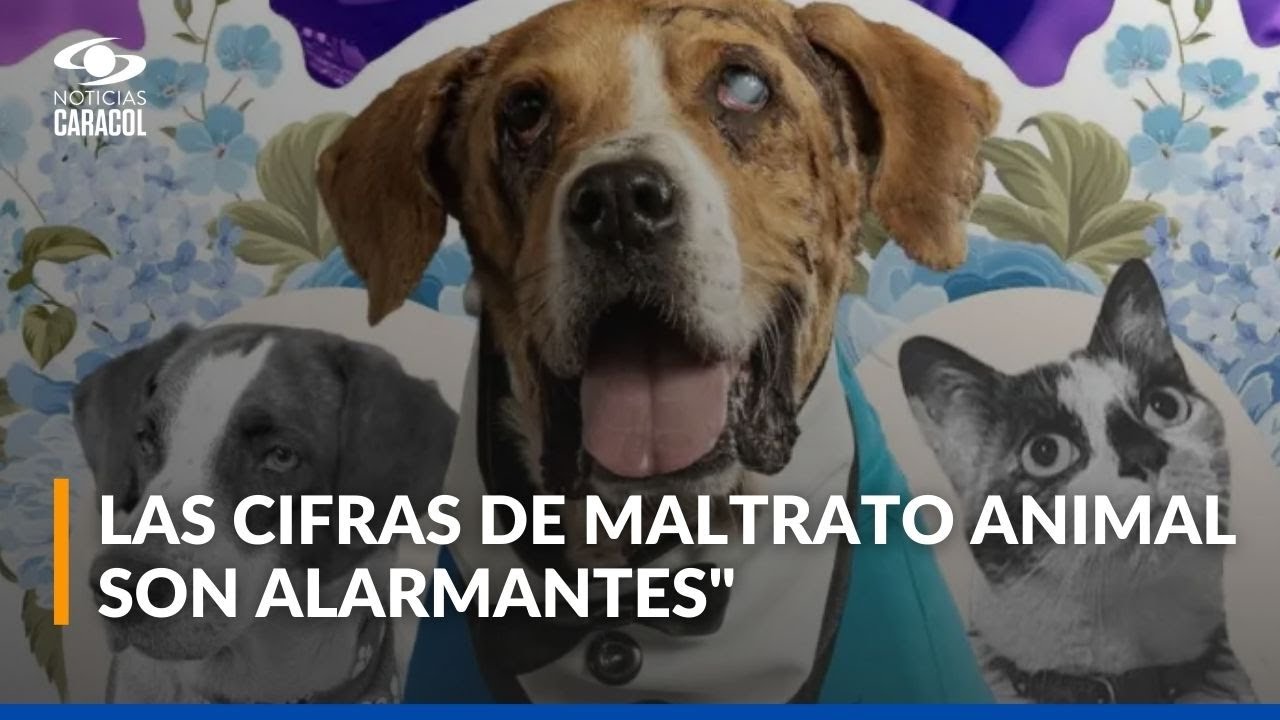 Ley Ángel endurecerá los castigos a quienes maltraten a los animales en Colombia