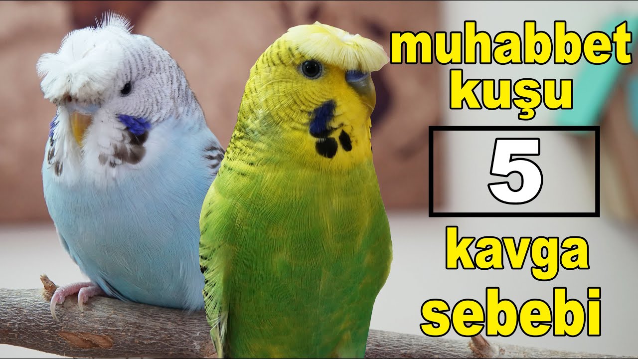 Muhabbet Kuşu Neden Kavga Eder 5 Sebep