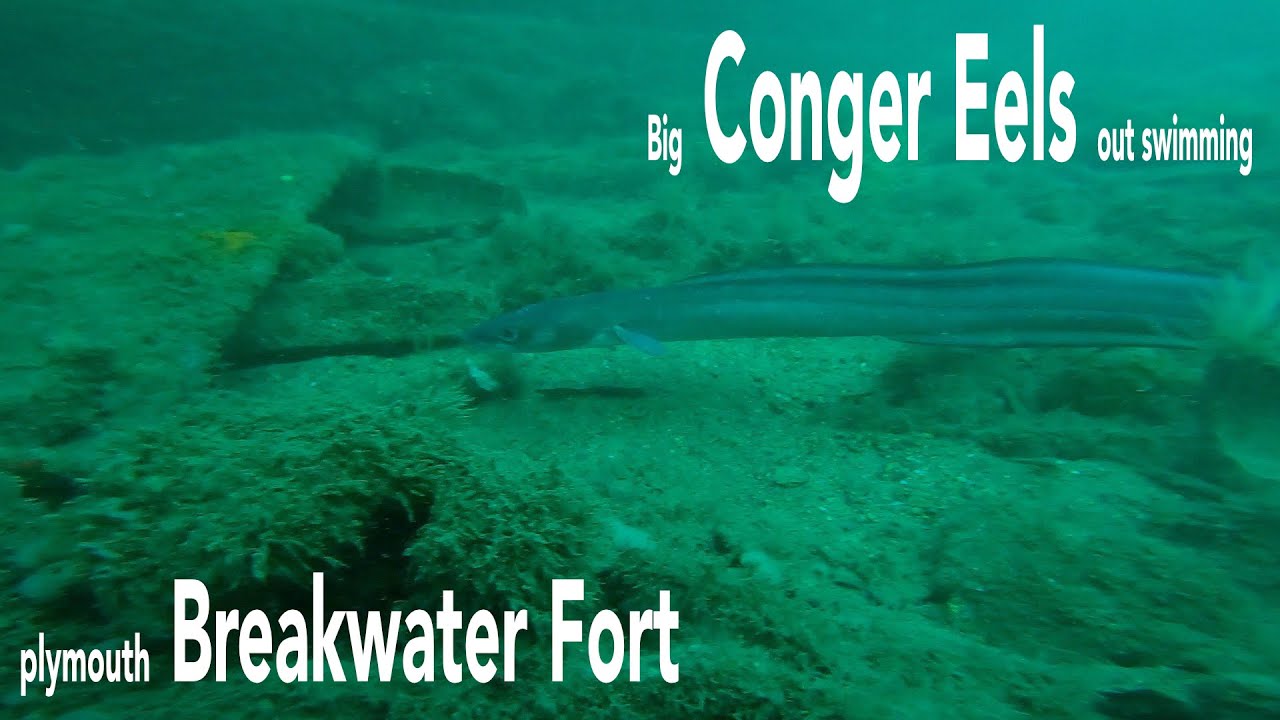 Big Conger eels out swimming