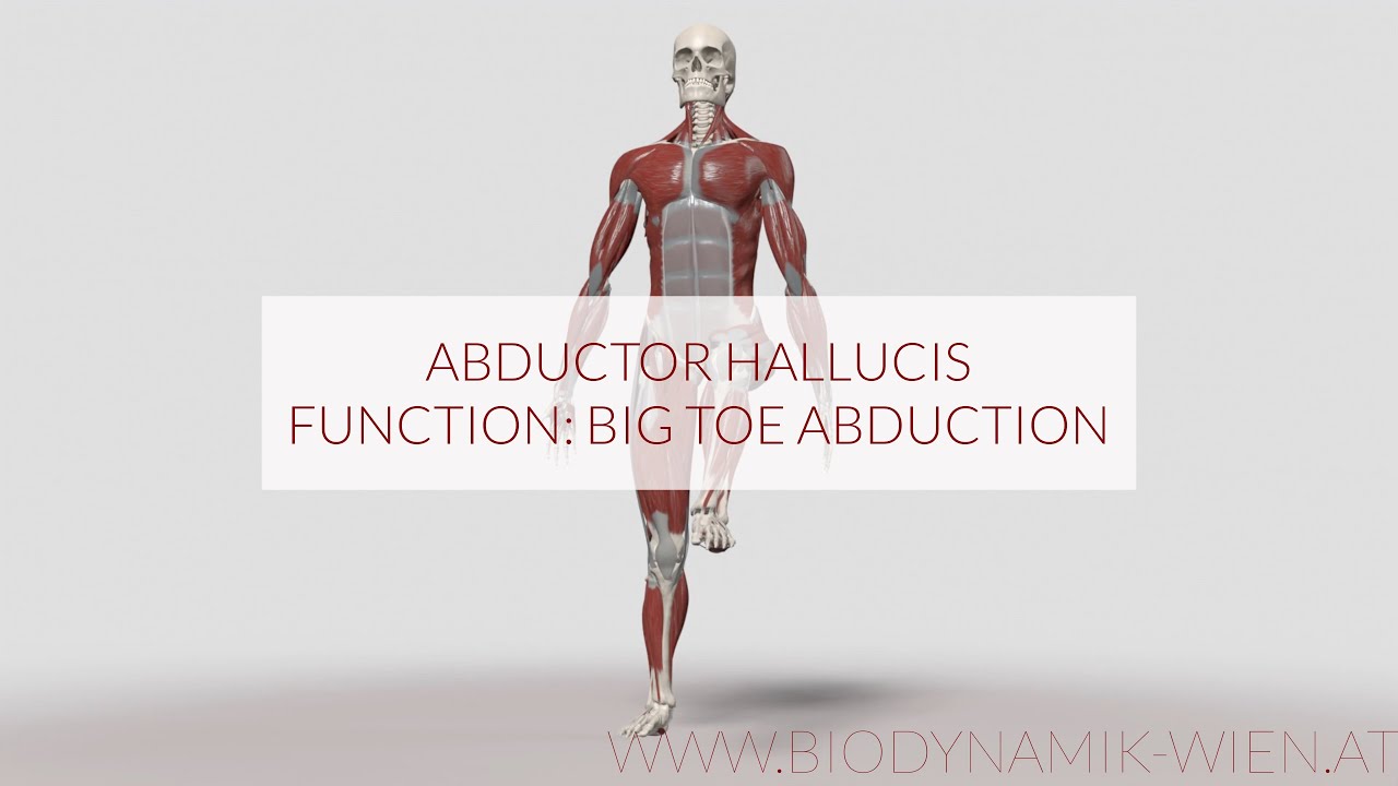 Abductor Hallucis Function: Big Toe Abduction