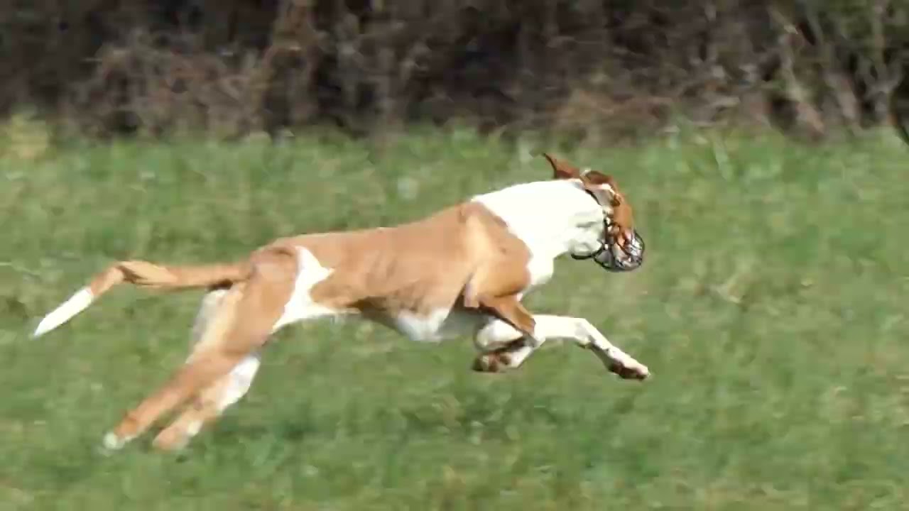 Entrainement PVL (poursuite à vue sur leurre) / Lure Coursing Training