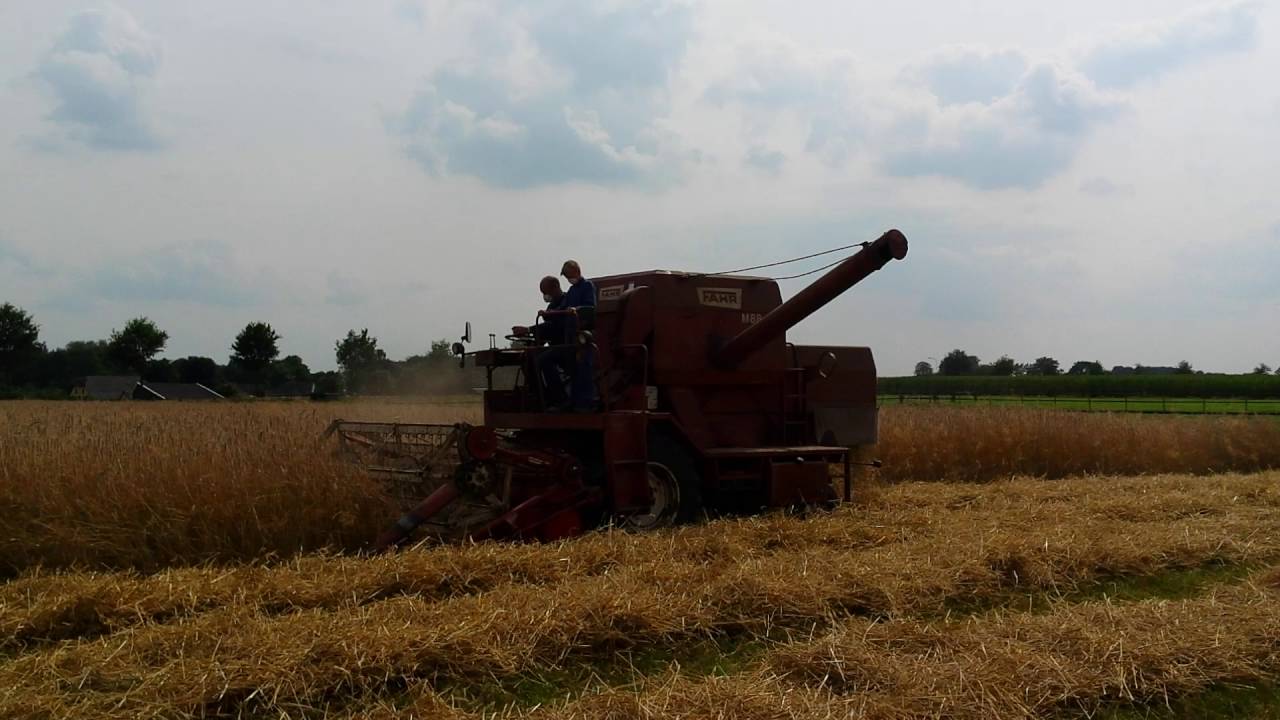Graan maaien in Nieuw Wehl .