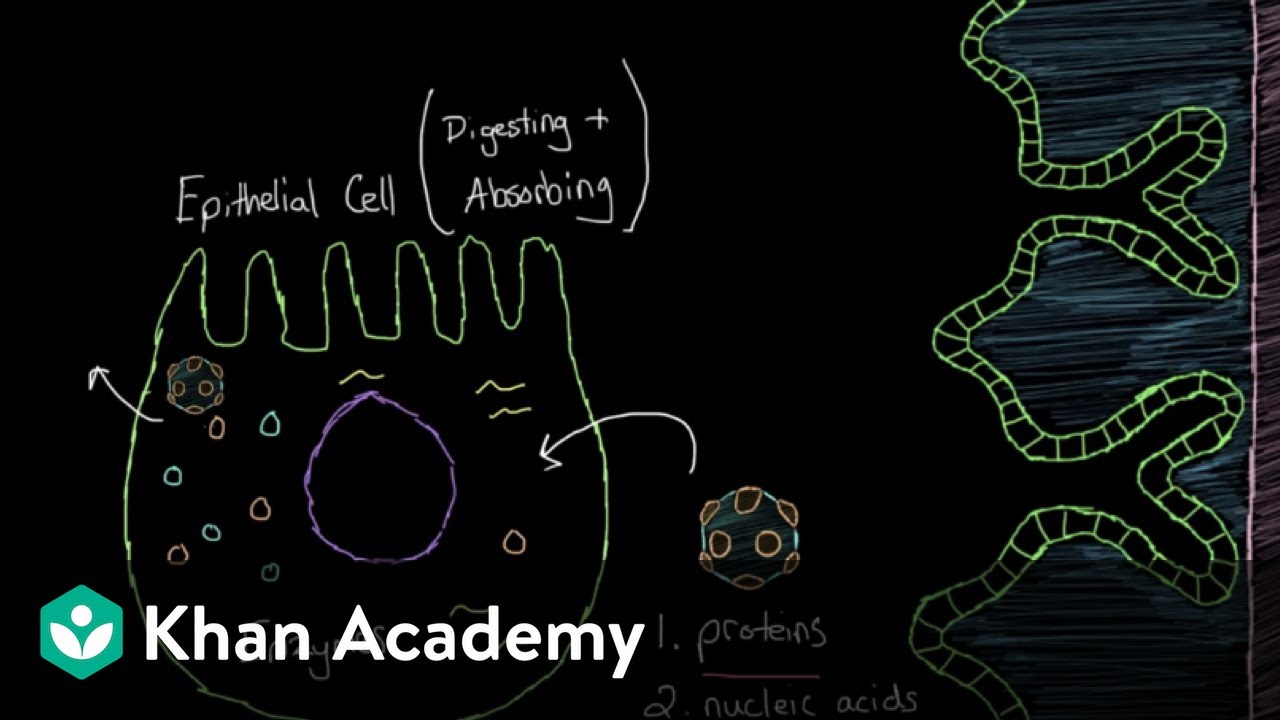 What is viral gastroenteritis? | Gastrointestinal system diseases | NCLEX-RN | Khan Academy