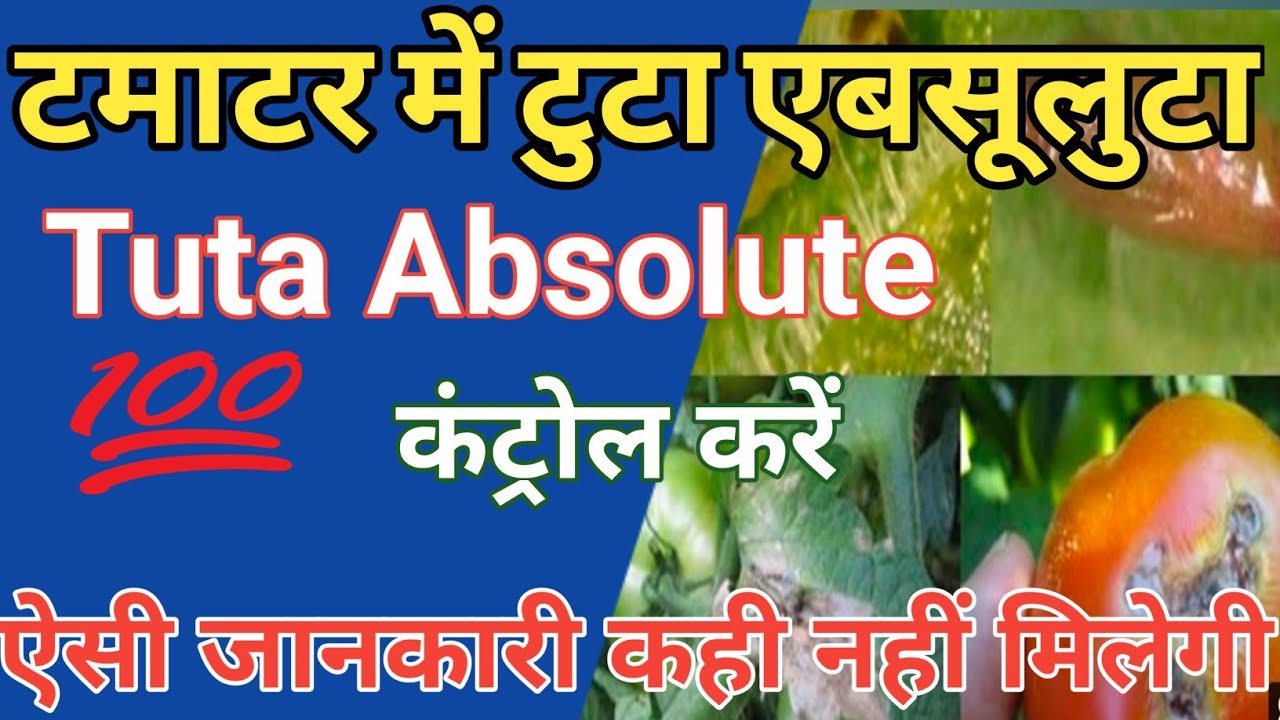 Tuta Absoluta in Tomato cantrol|Tuta absolute|how to control Tuta Absoluta || leaf miner||Agrojivan