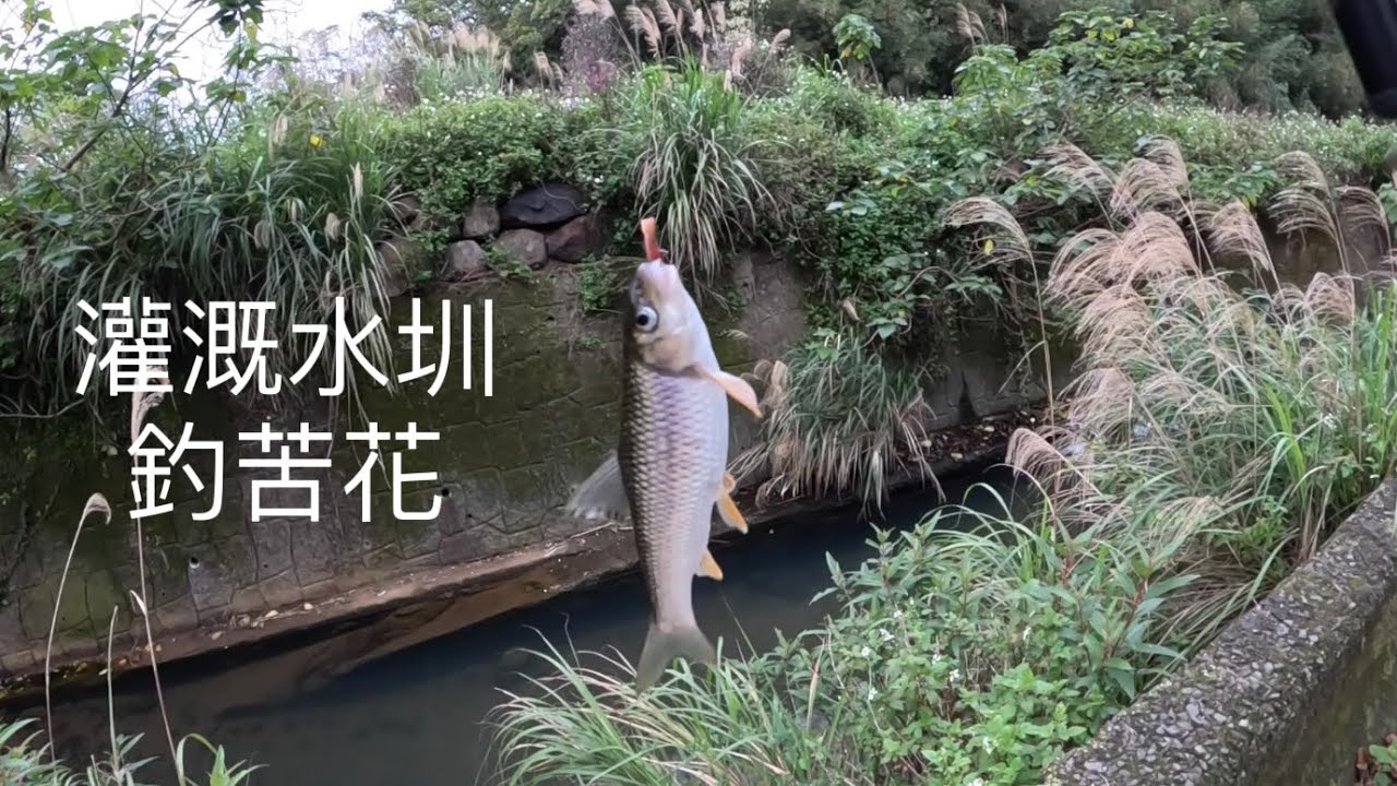 [ 溪流釣魚 ]   灌溉水圳 釣魚  不用錢秘密釣餌  拉不停   ！！ 記得 訂閱 才能收到第一手釣況資訊 謝謝！！