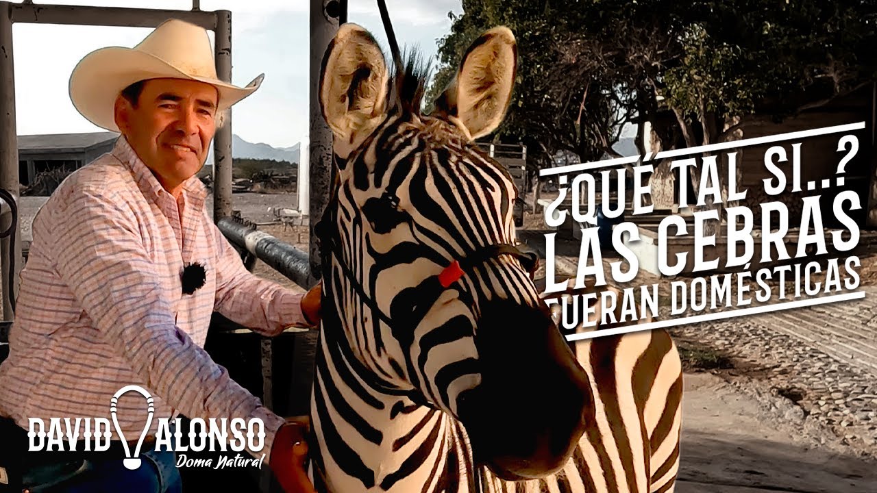 ¿Qué tal si las Cebras fueran Domésticas?