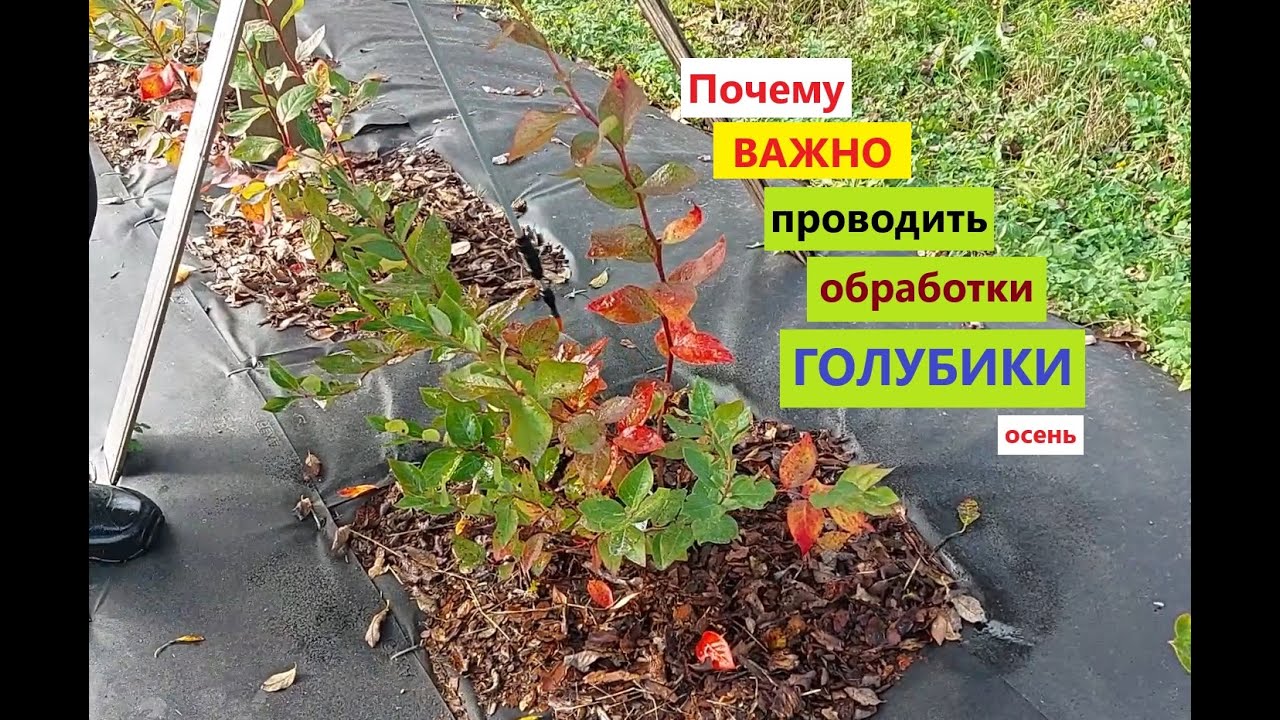 Почему ВАЖНО проводить обработки ГОЛУБИКИ