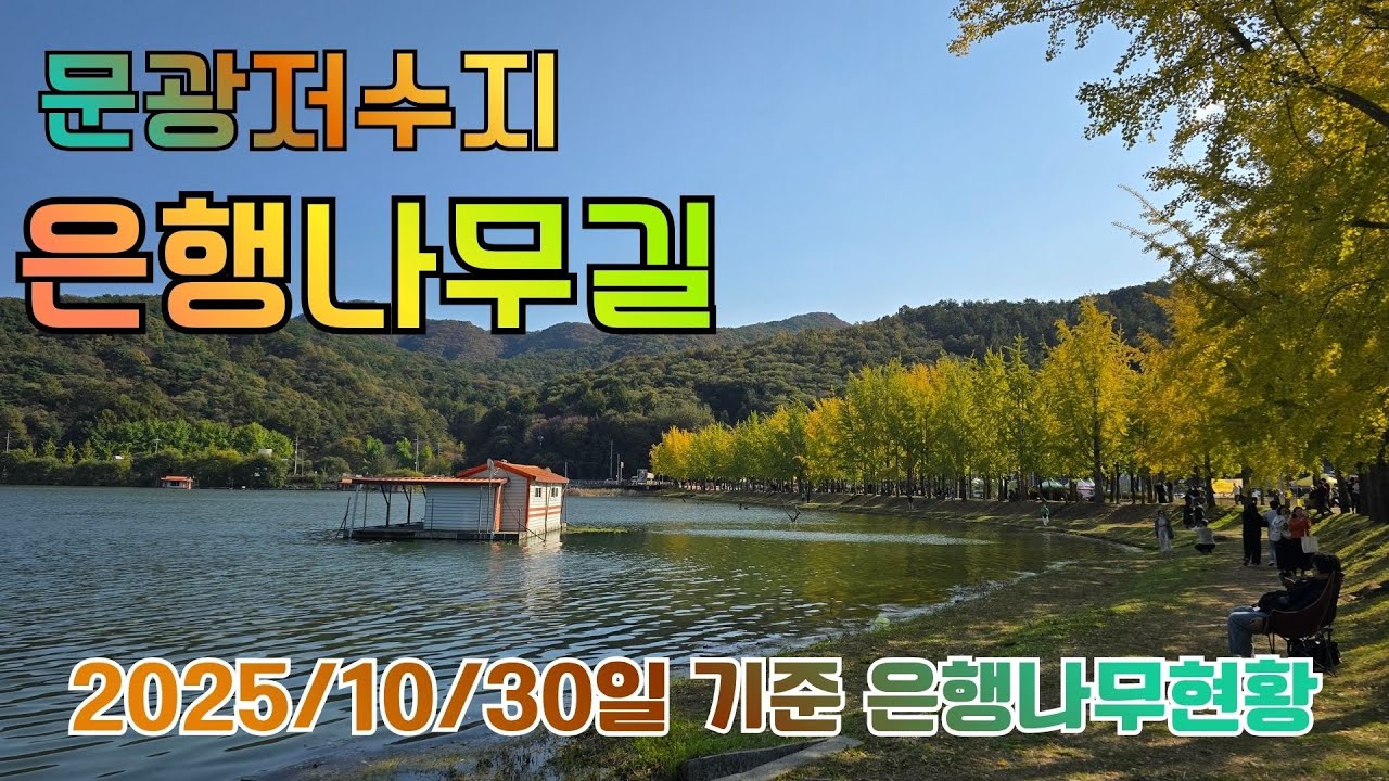 문광저수지 은행나무길 10/30일 기준 | 가을 단풍 & 은행잎 풍경.  #문광저수지  #은행나무길 #단풍놀이