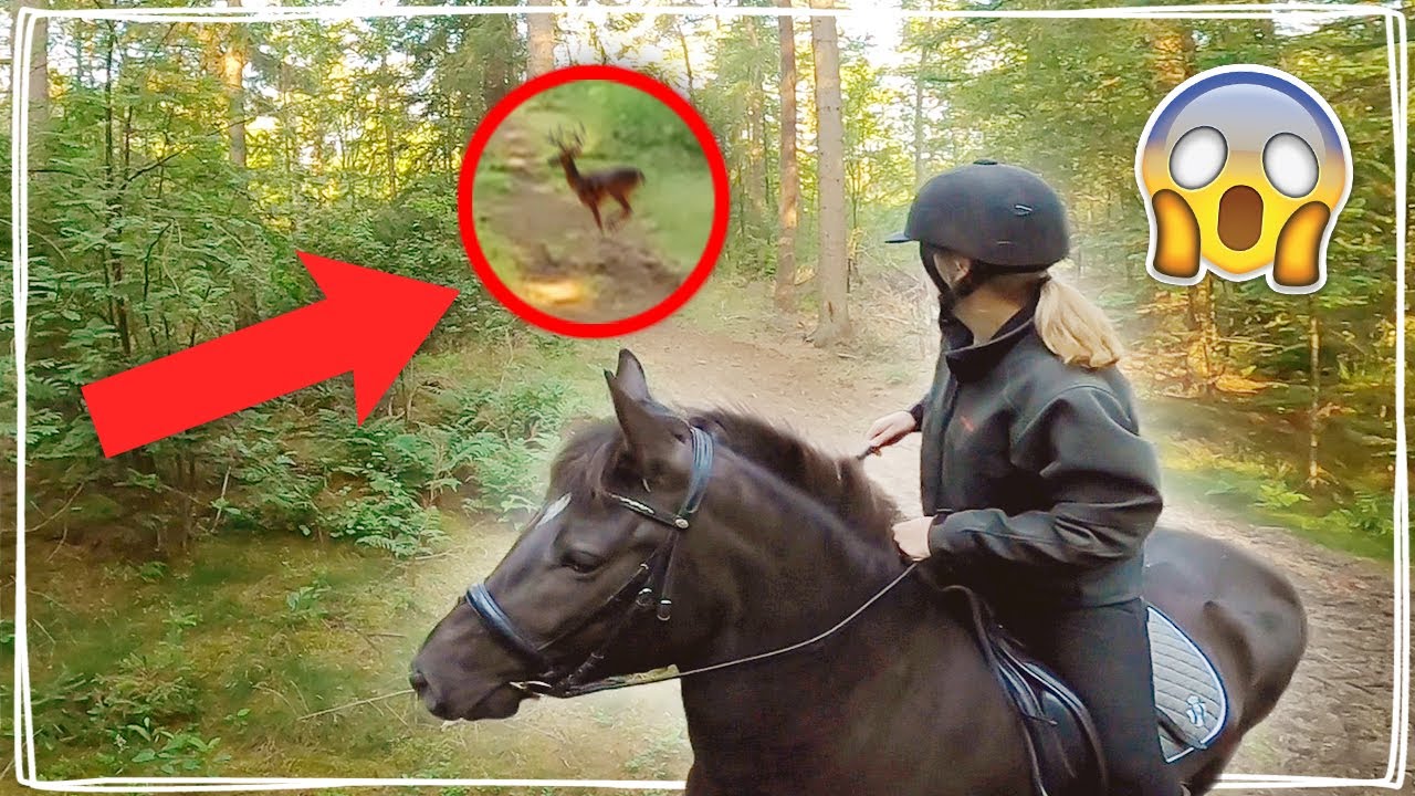 DIT GEBEURT ER ALS JE OM 7:00 'S OCHTENDS GAAT PAARDRIJDEN… 😳 - Vlog #94 | Daphne draaft door