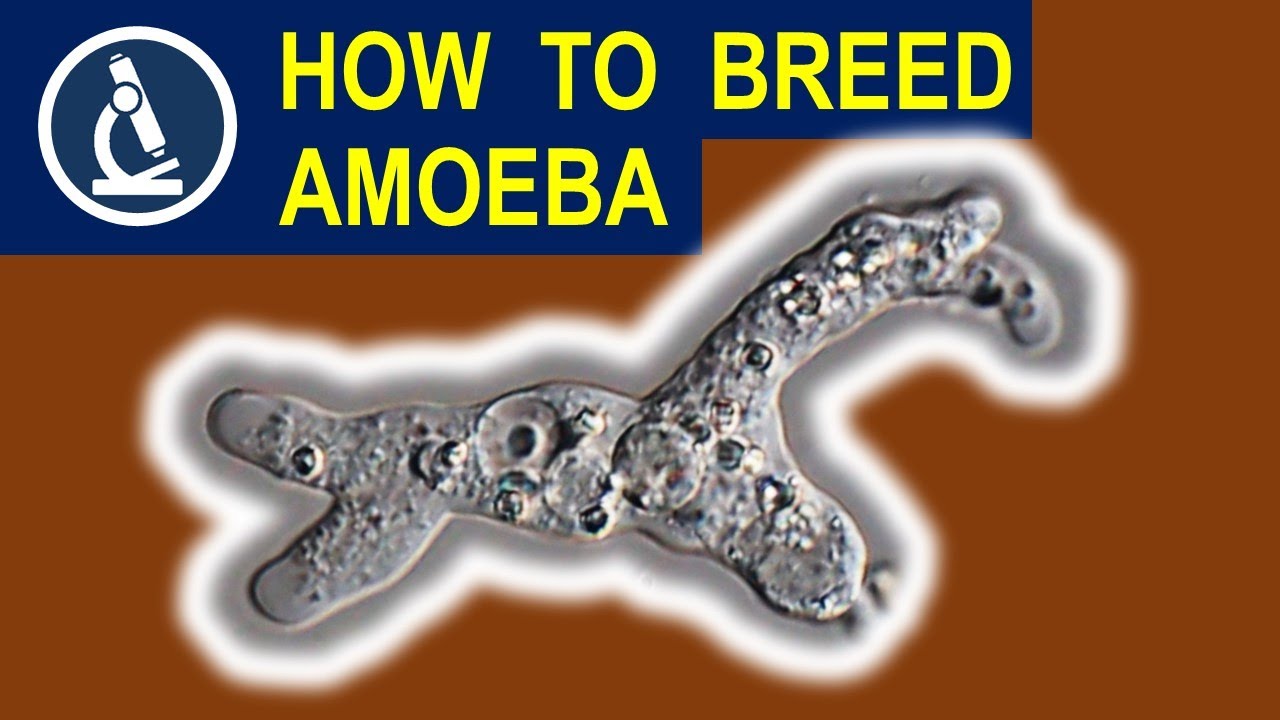 Growing AMOEBA for microscopy 🔬 176