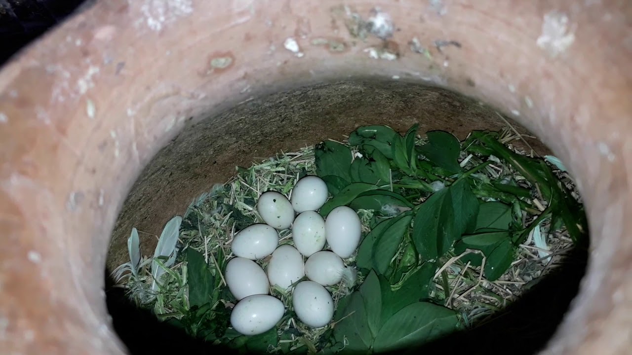 Murgi pair Albino personata red eyes