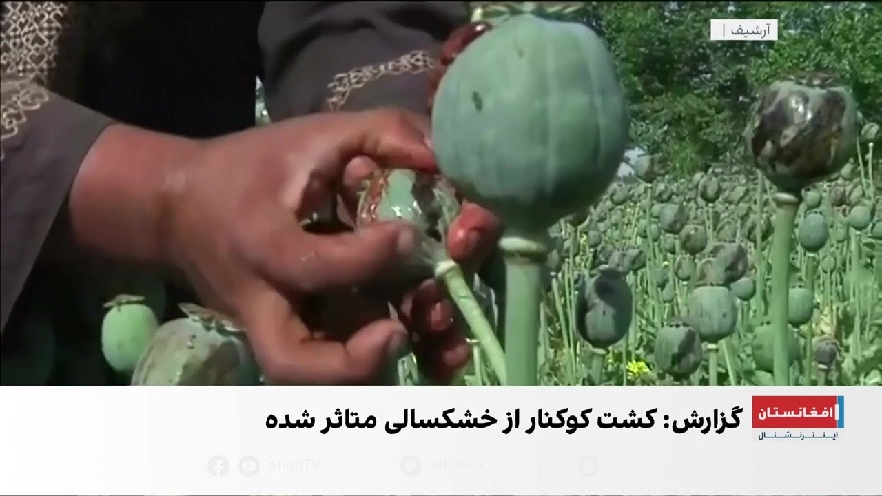 کاهش کشت تریاک و افزایش مواد مخدر صنعتی در افغانستان