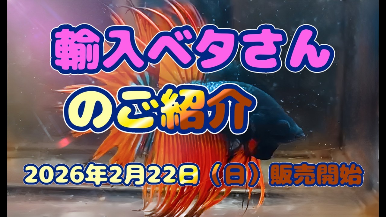2026年2月22日（日）販売開始！　輸入ベタさん紹介動画