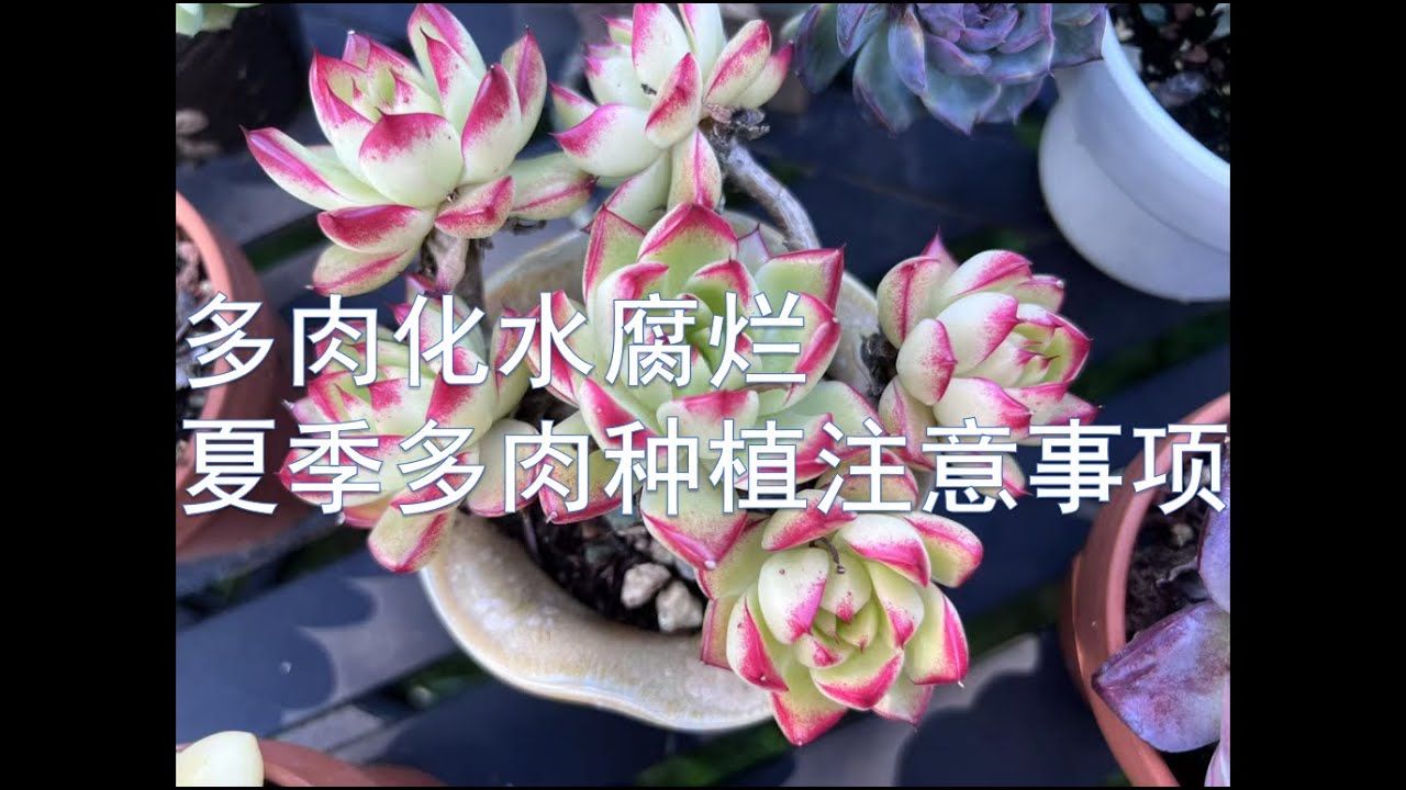 多肉化水腐烂 | 夏季多肉种植注意事项