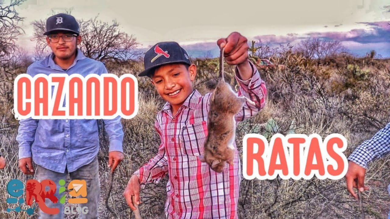 Ratas de campo en Villa de Cos, Zacatecas. Tradición ancestral