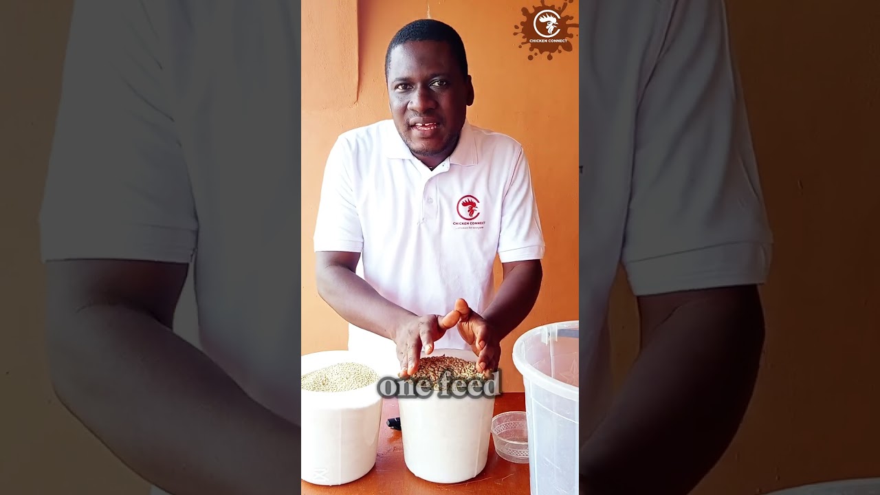 How we got 2.1kg of broiler weight at 4 weeks