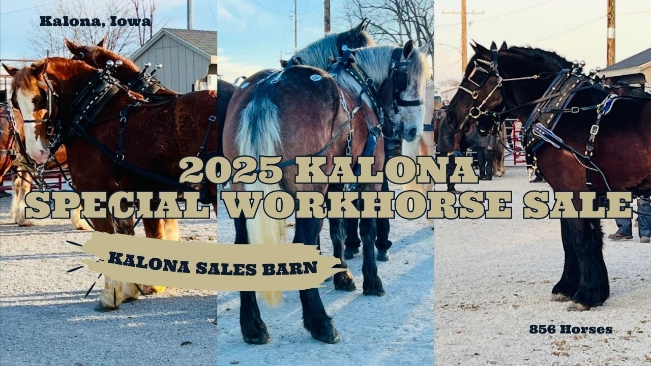 2025 February Workhorse Special | Kalona Sales Barn, Inc.