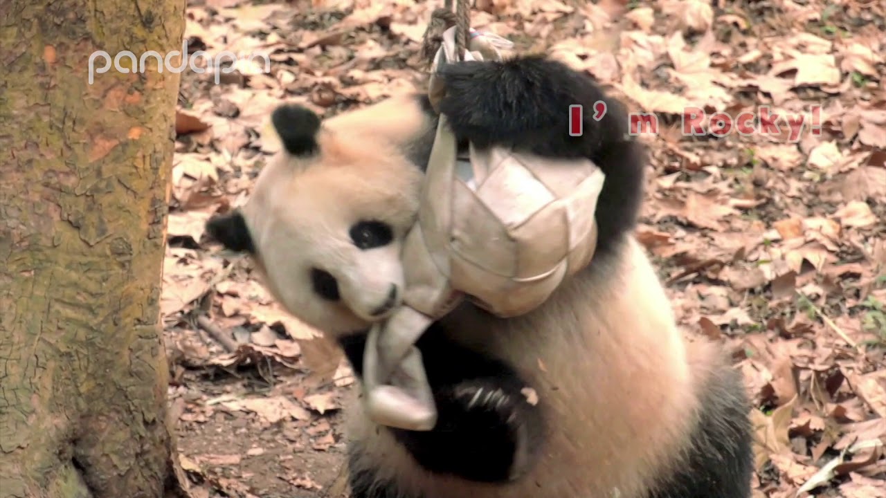 Funny panda moments #2