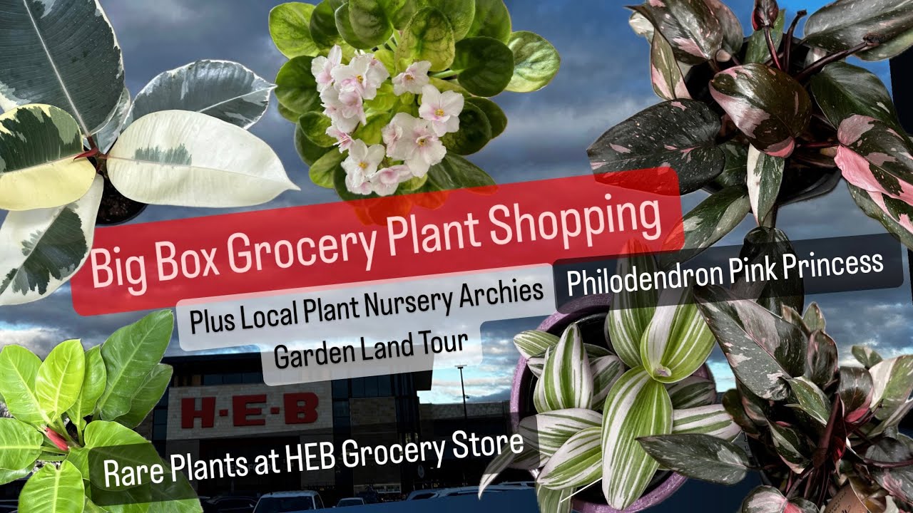 Big Box Store Grocery Plant Shopping Local Nursery Archies Garden Land Rare Plants Tour