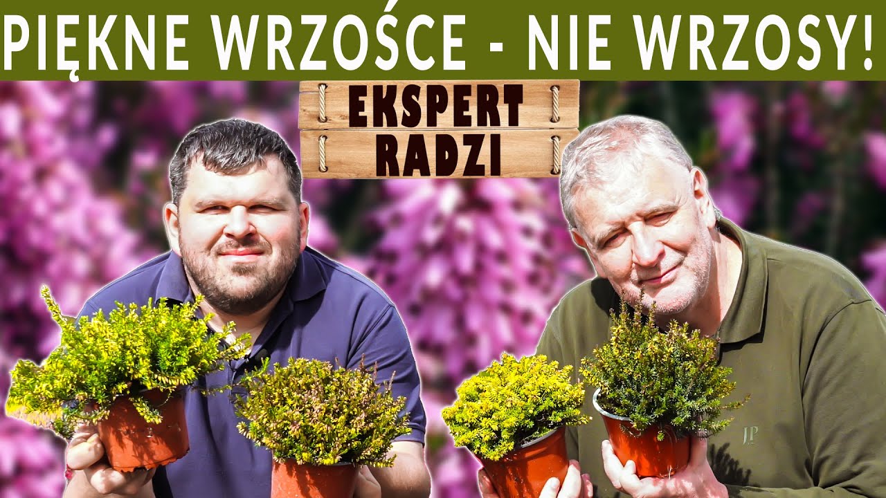 Jak z powodzeniem uprawiać wrzośce. Niezawodne rady eksperta.