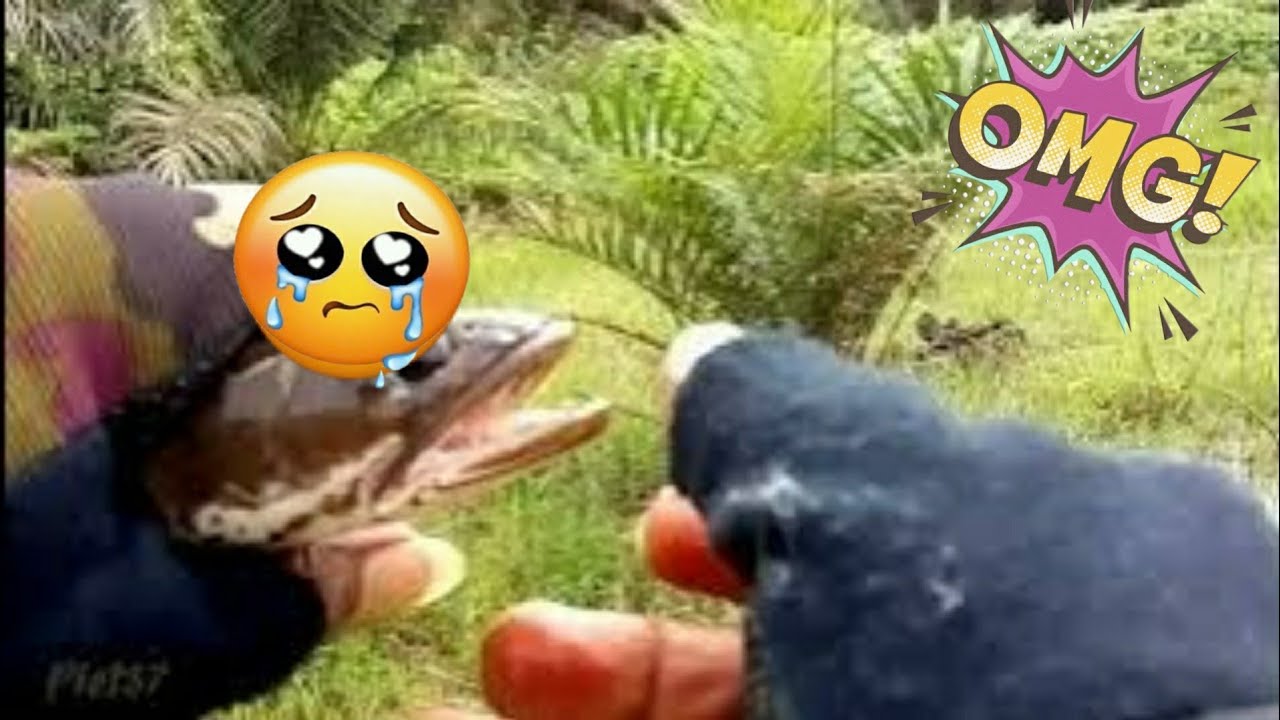 KASIHAN.. 😢 TAK TEGA lihat Ikan Gabus satu ini || Catch and Release || Mancing LIAR ||