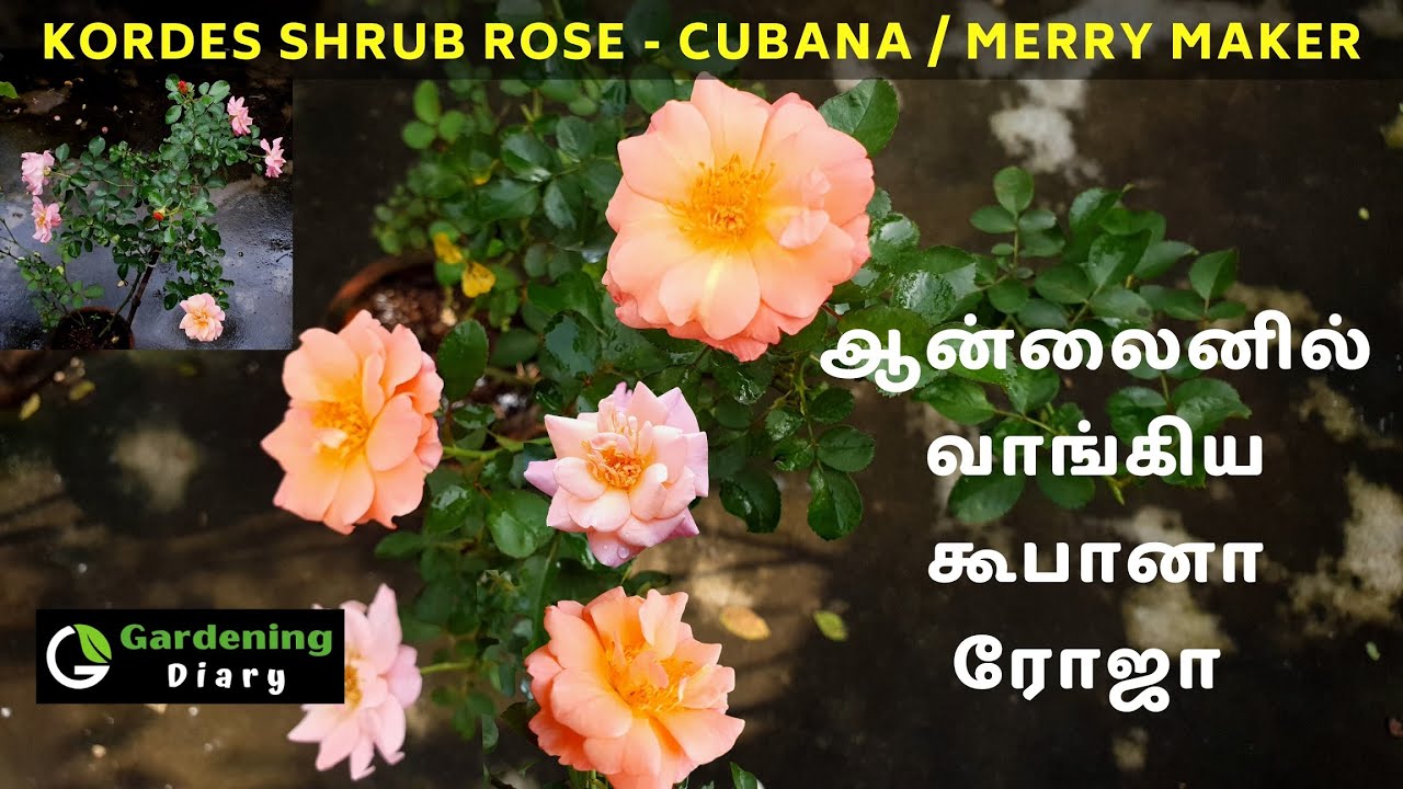 Kordes Shrub Rose Cubana from India - ஆன்லைனில் வாங்கிய கூபானா ரோஜா - நிறைய பூக்கும் ரோஜா