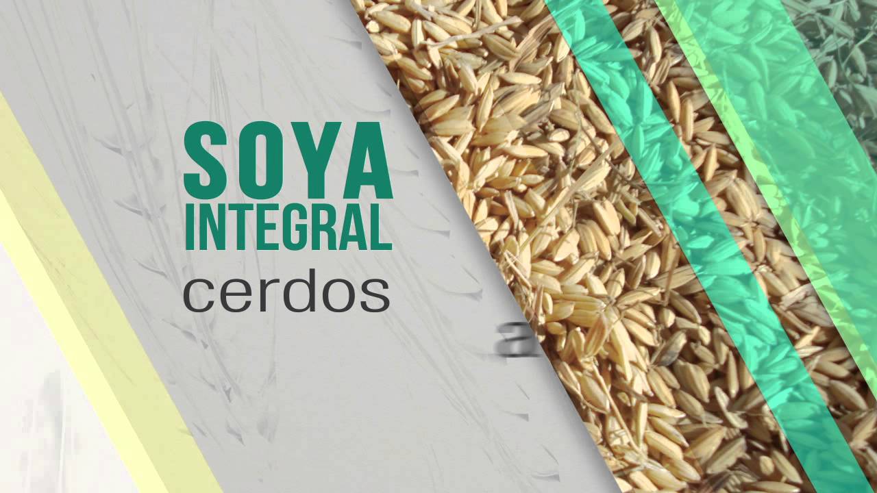Soya integral, Alimento para cerdos y aves