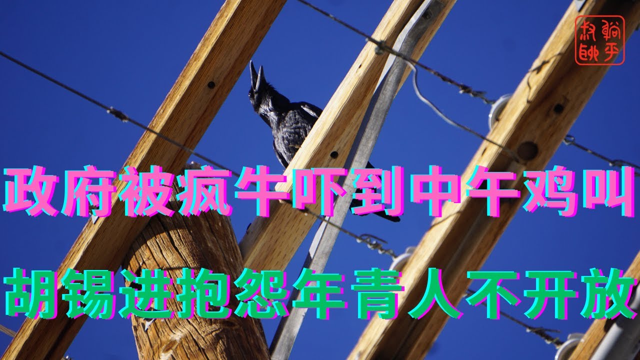 政府被疯牛吓到中午鸡叫||胡锡进抱怨年青人不开放