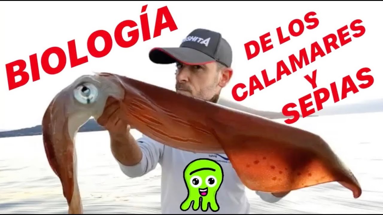 Biología de los CALAMARES Y SEPIAS / EGING