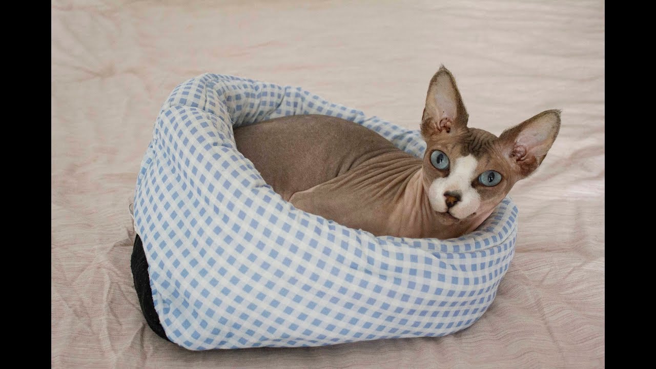 Hairless cat (sphynx) grooming himself 😺 [ASMR]