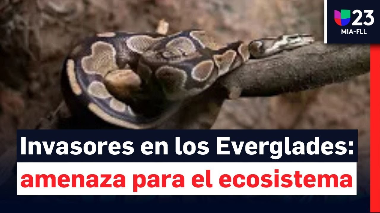 Víboras pitones están acabando con los Everglades