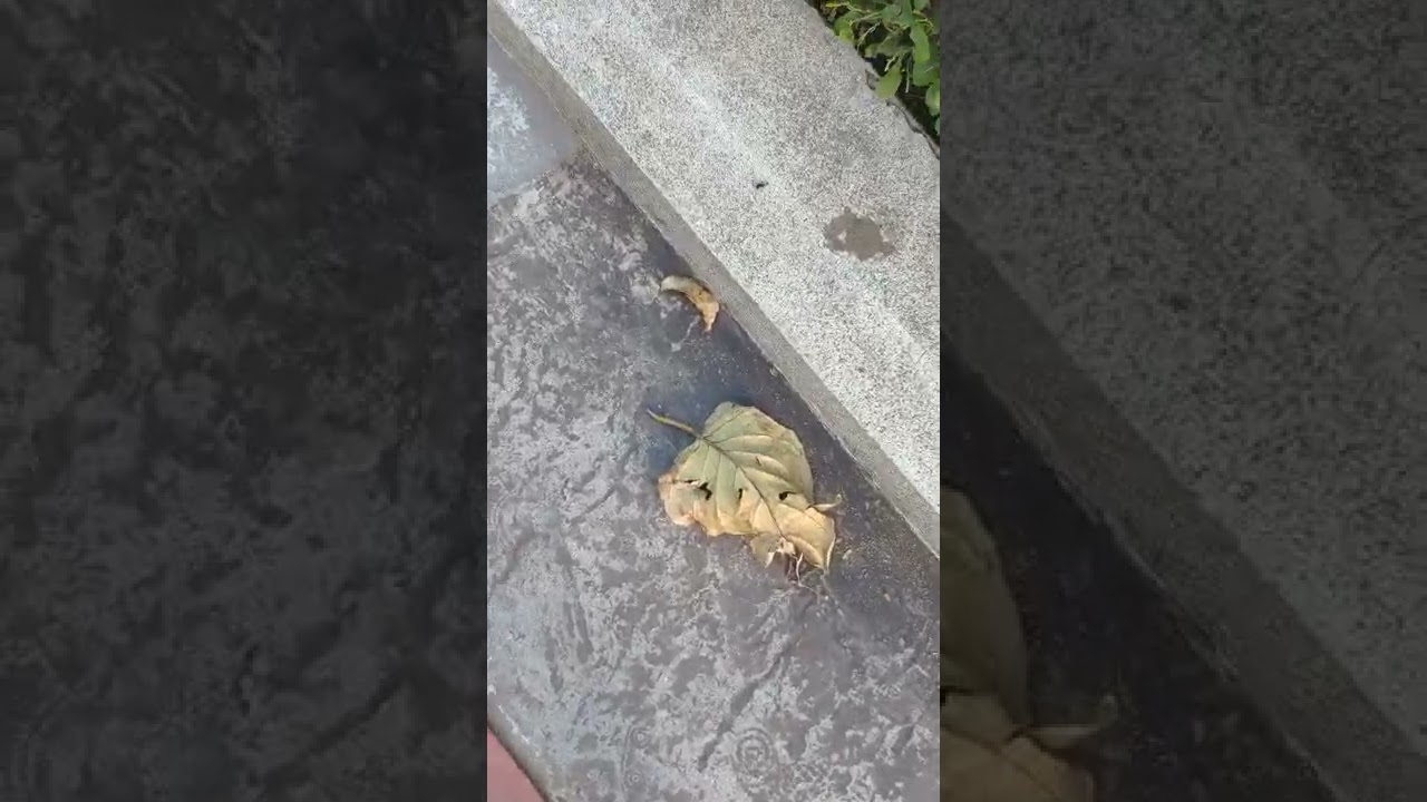 Stepping on a crunchy dried leaf &mdash;Sounds on