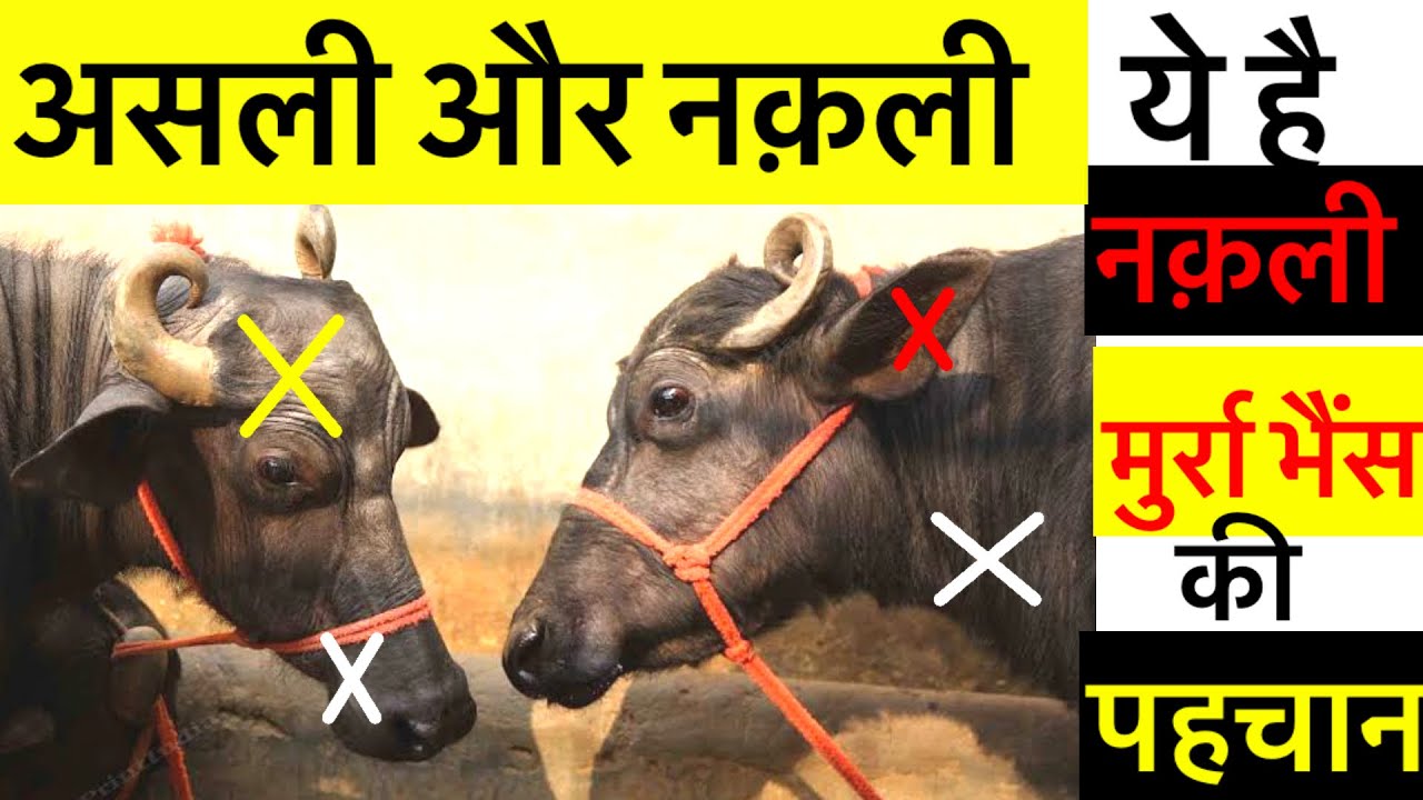 आपके पास हो सकती है।नक़ली मुर्रा भैंस जाने असली की पहचान।Murra bhains ki khasiyat