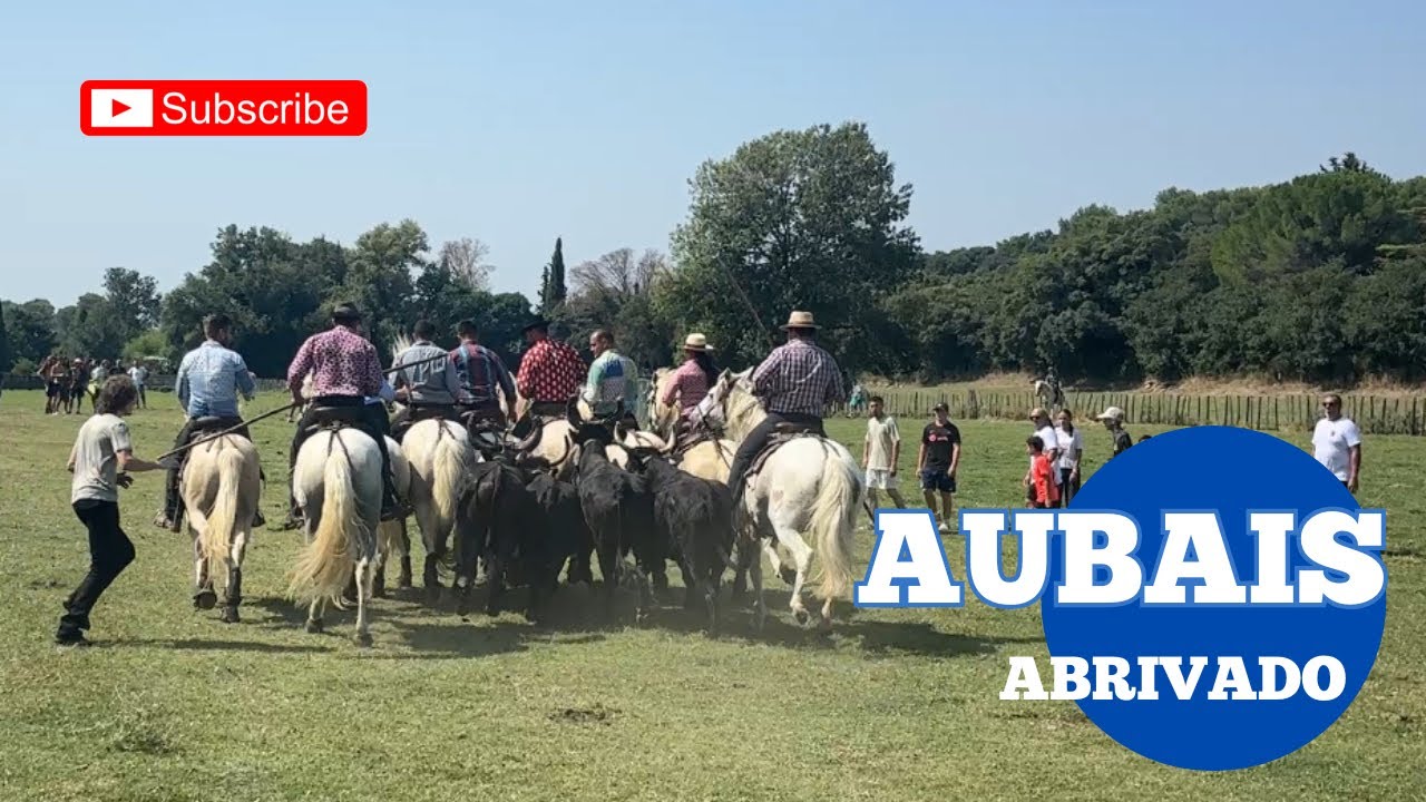 Abrivado dans les prés ➡️ Aubais 🇫🇷 09/08/2025 Manades DEVAUX, TOMMY & MILLA fête du Club taurin 🎉
