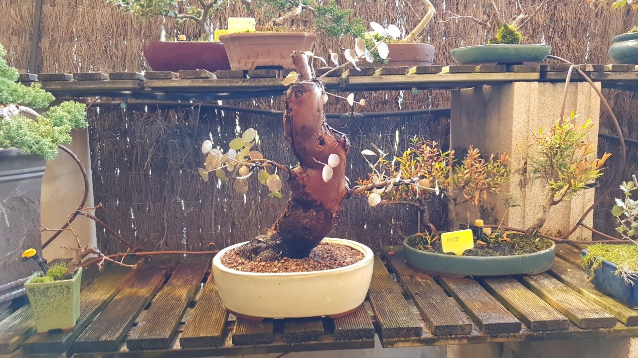 Trasplante (un poco drástico) de Eucalipto a Maceta de Bonsai (14/02/2021)