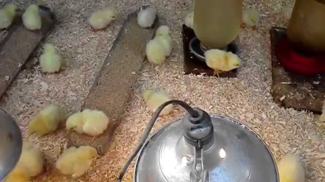 How we raise chickens