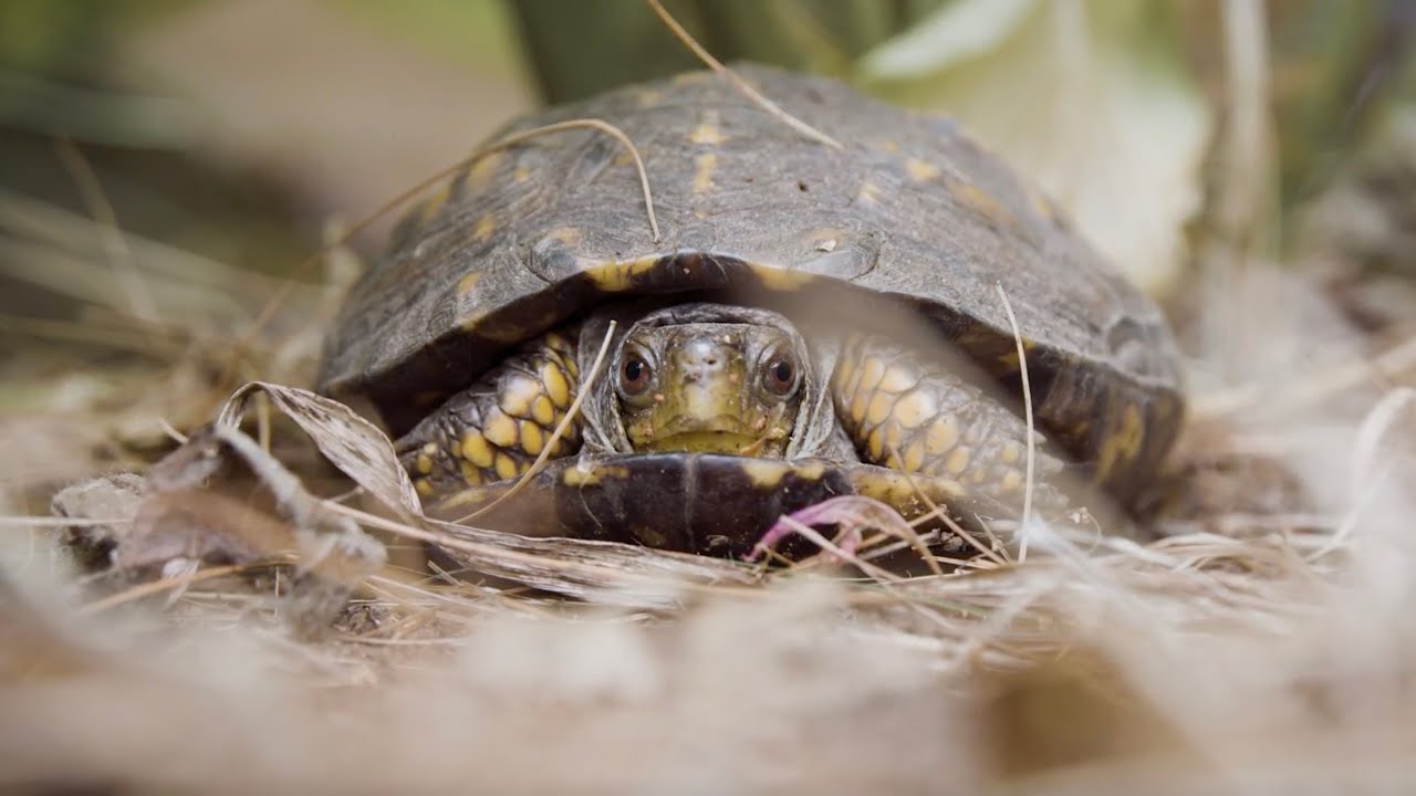 New Hampshire Turtle Rescue
