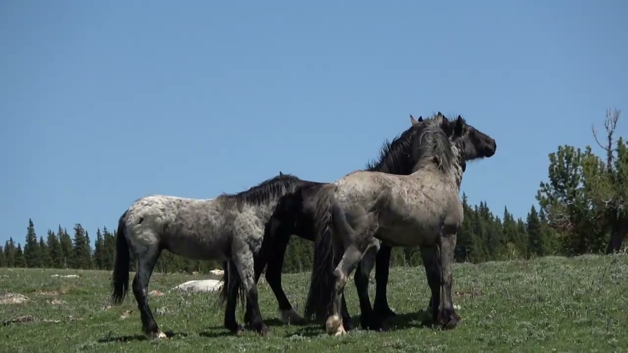 Meeting on the Mountain