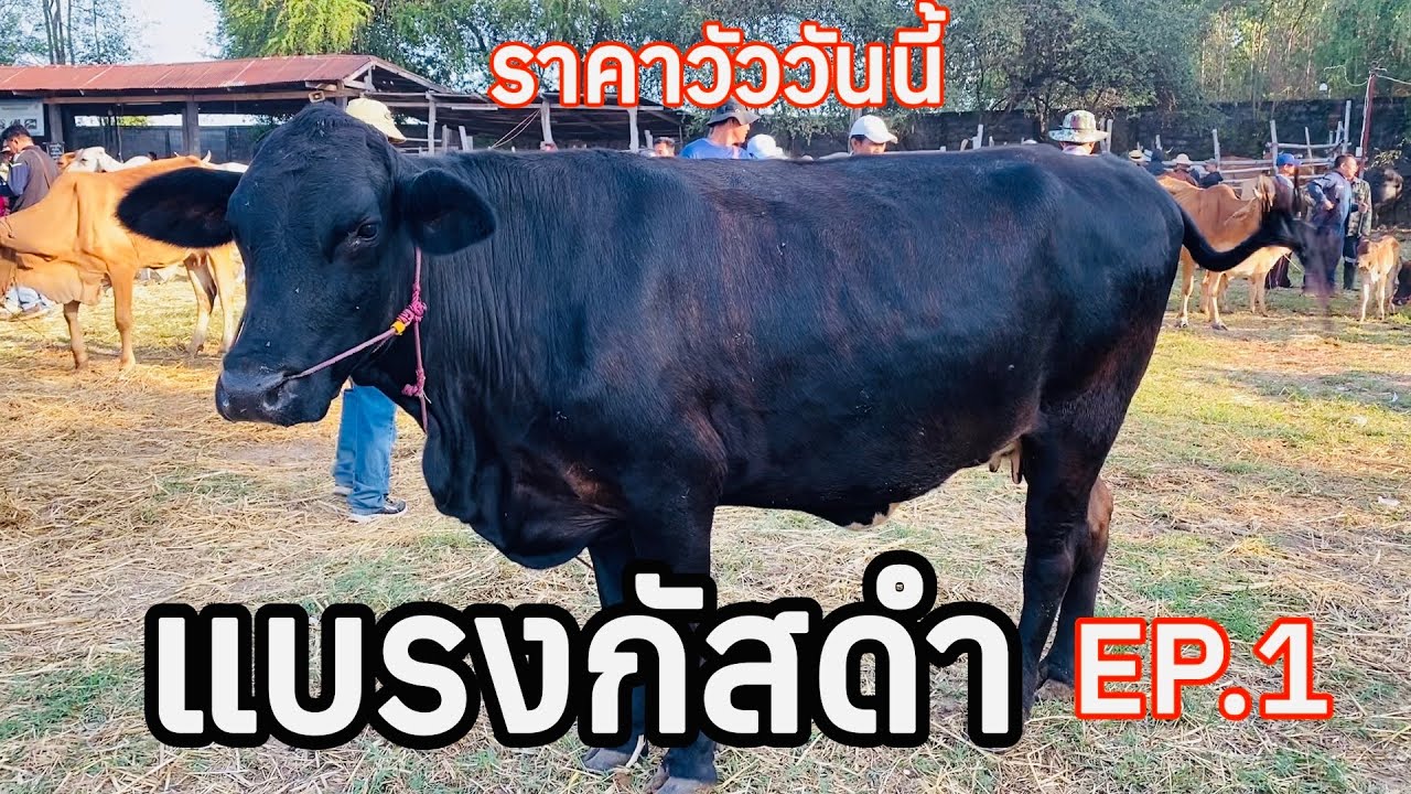 #วัวแบรงกัสดำ #ราคาวัววันนี้ 15 มีนาคม 2569 #ตลาดวัวอำเภอสมเด็จจังหวัดกาฬสินธุ์ #วัวเลี้ยง #วัวขุน