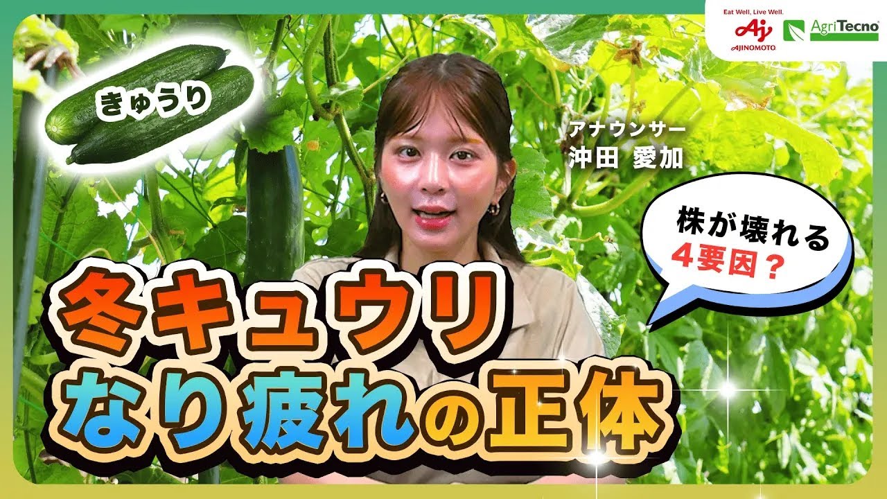 【冬キュウリ】高単価期に収量が落ちる理由なり疲れを招く“4つの複合要因”と立て直し策