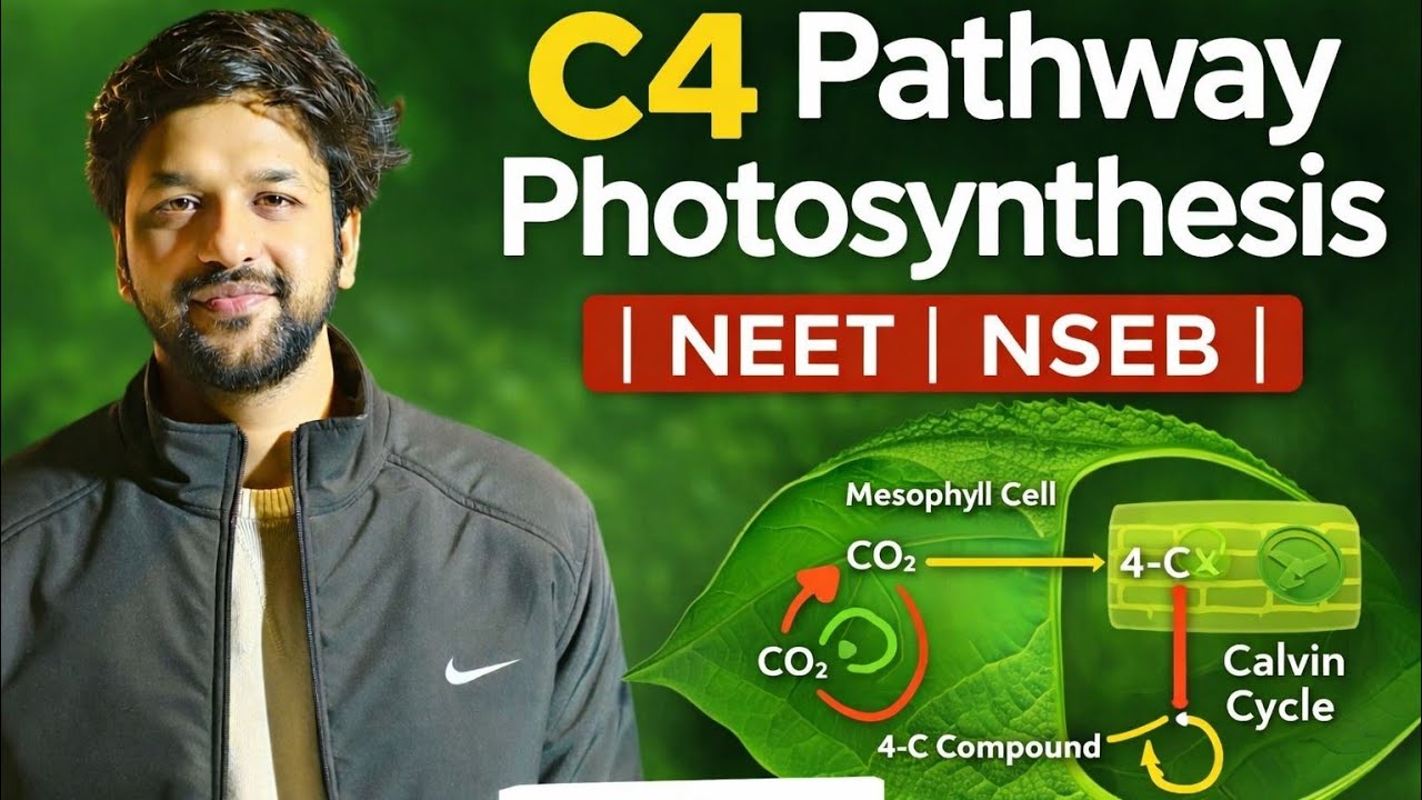 C4-путь | Фотосинтез | NEET | NSEB 