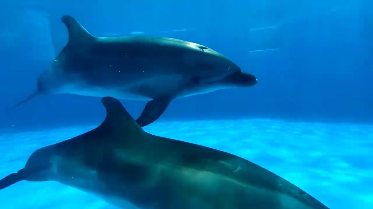 イルカの水槽　神戸須磨シーワールド