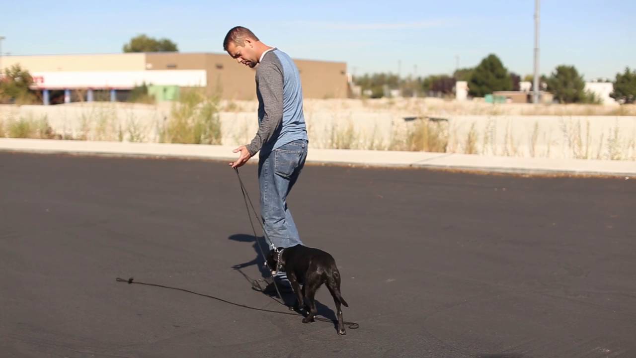 TYD60 Moment - Foundational E-Collar Work for Fixing Dog Reactivity- Utah Dog Trainers