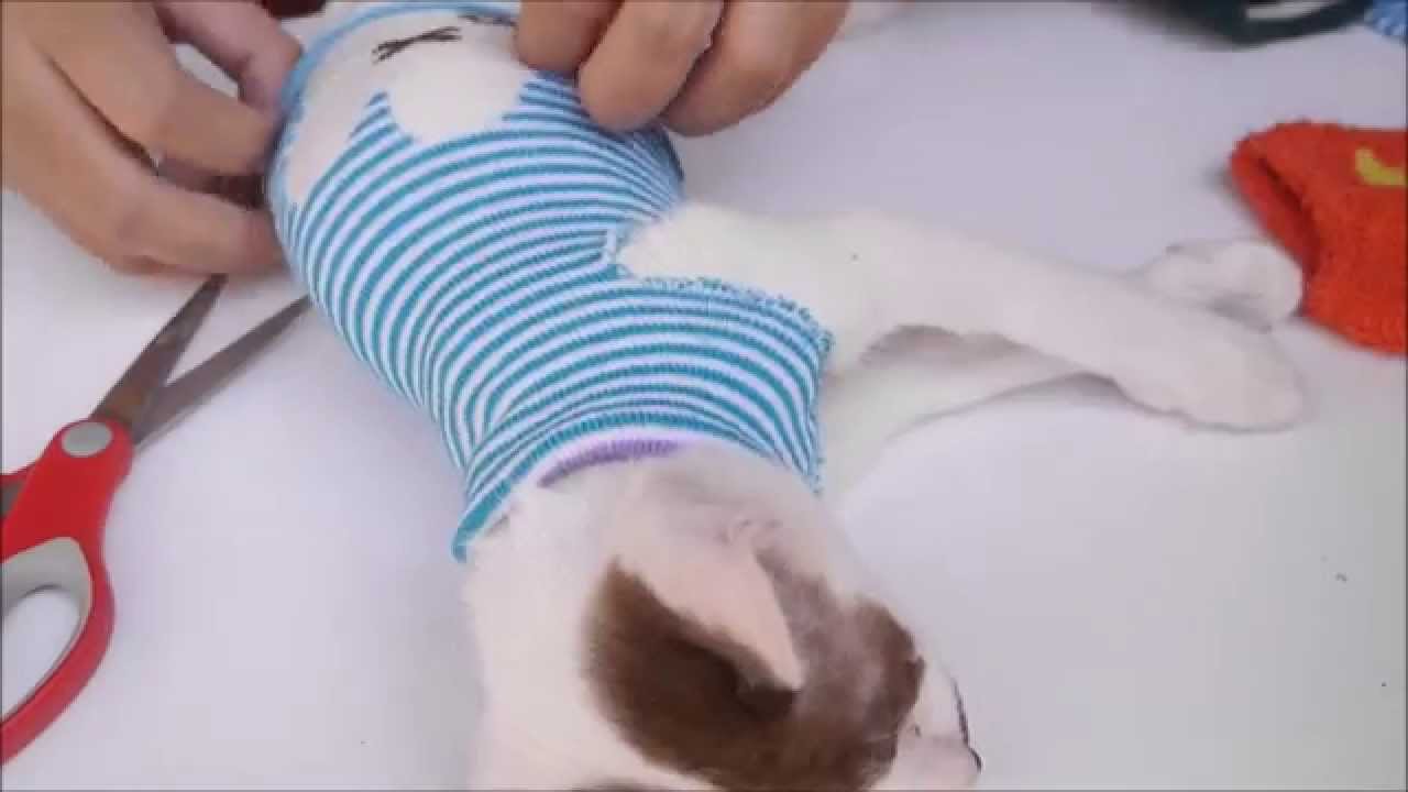 DIY ทำชุดกันหนาวด้วยถุงเท้าให้น้องแมวใส่กันเถอะ