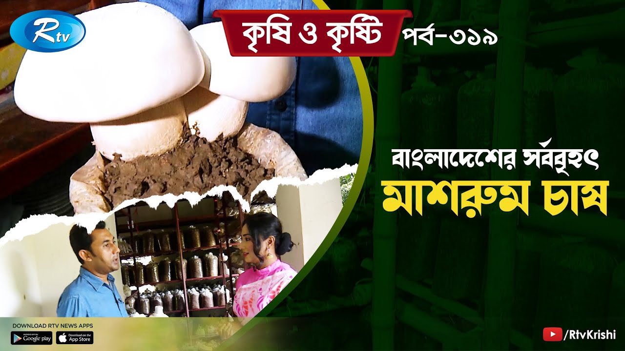 বানিজ্যিক ভাবে মাশরুম চাষে সফল শিক্ষিত কৃষি উদ্যোক্তা | Mushroom Cultivation | Krishi O Kristi