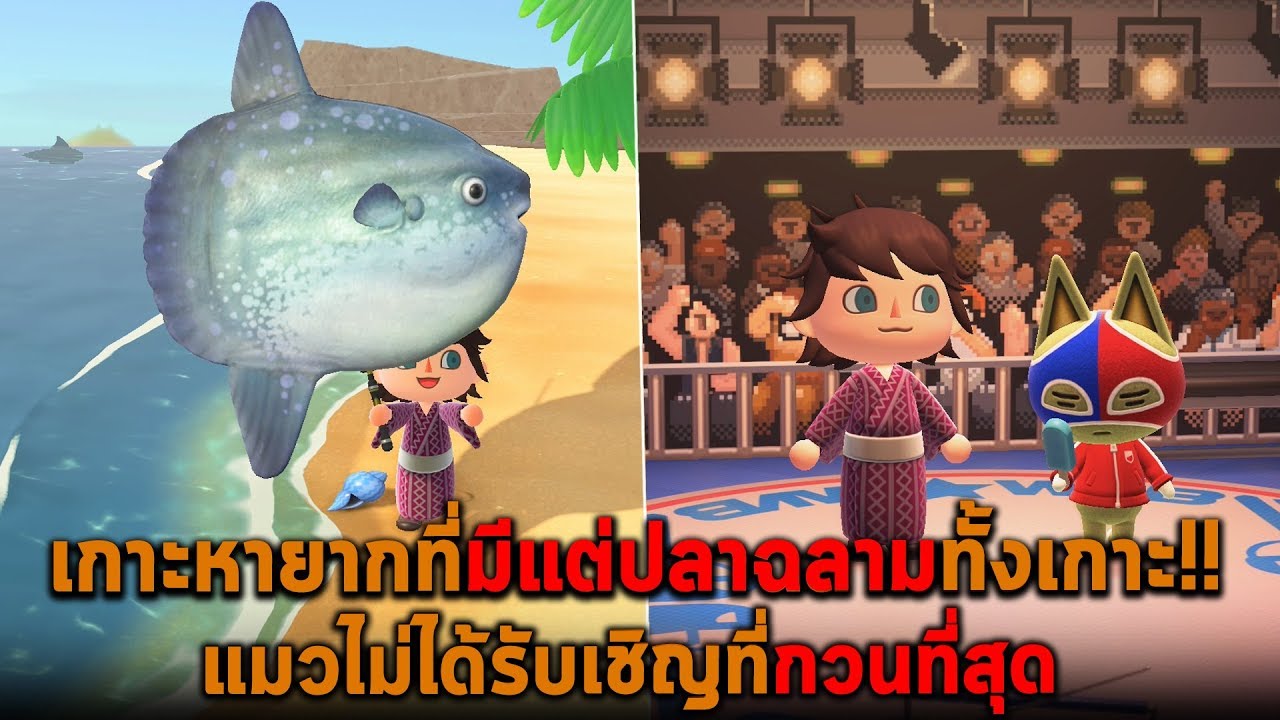 เกาะหายากที่มีแต่ปลาฉลามทั้งเกาะ แมวไม่ได้รับเชิญที่กวนที่สุด Animal Crossing