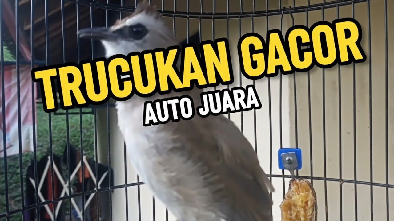 trucukan gacor TARUNG ROPEL PANJANG pancingan trucukan agar bunyi jadikan burung trucuk gacor NYAUT
